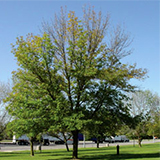 Canopy Dieback Tree