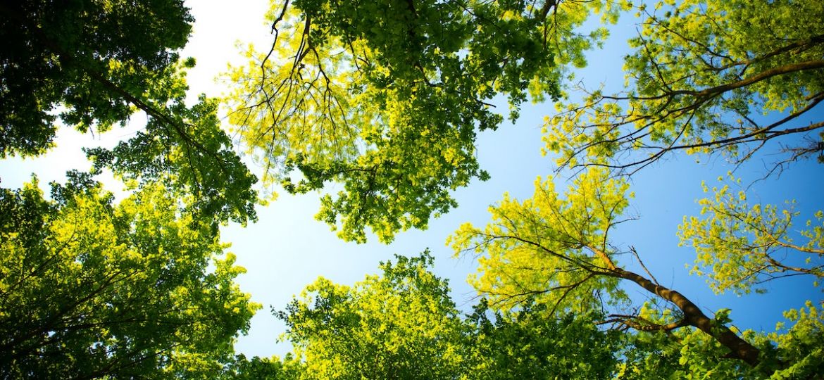 Image of green residential trees looking up from the ground against blue sky