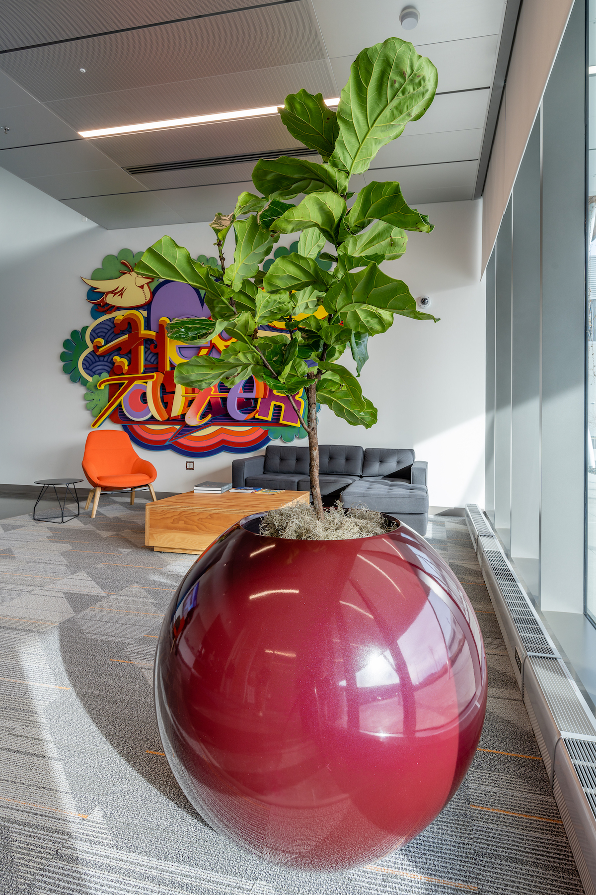 Maroon planter with fiddle leaf fig inside a commercial site