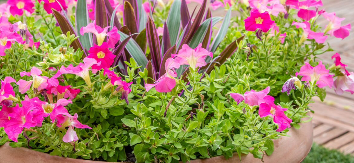 close up of planter with pink flowers