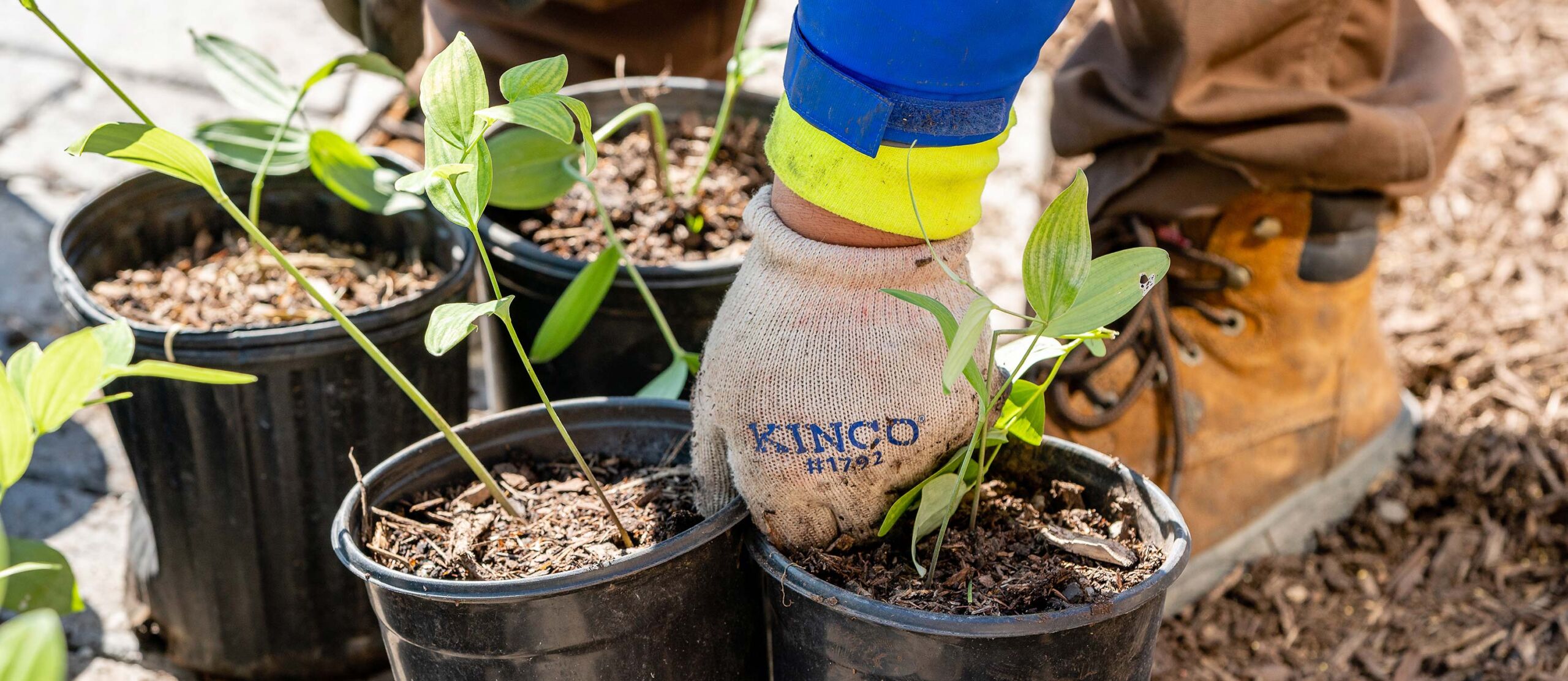 close up of a team member carrying potted plants