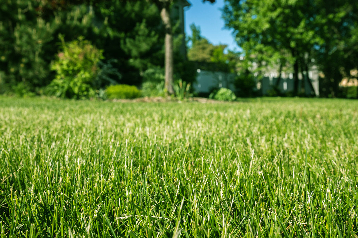 Residential Lawn Applications