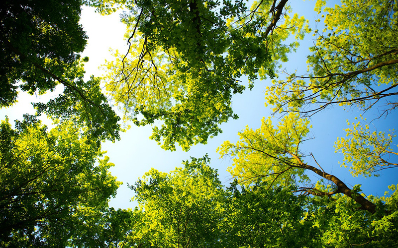 Looking up at green tree canopy against a blue sky
