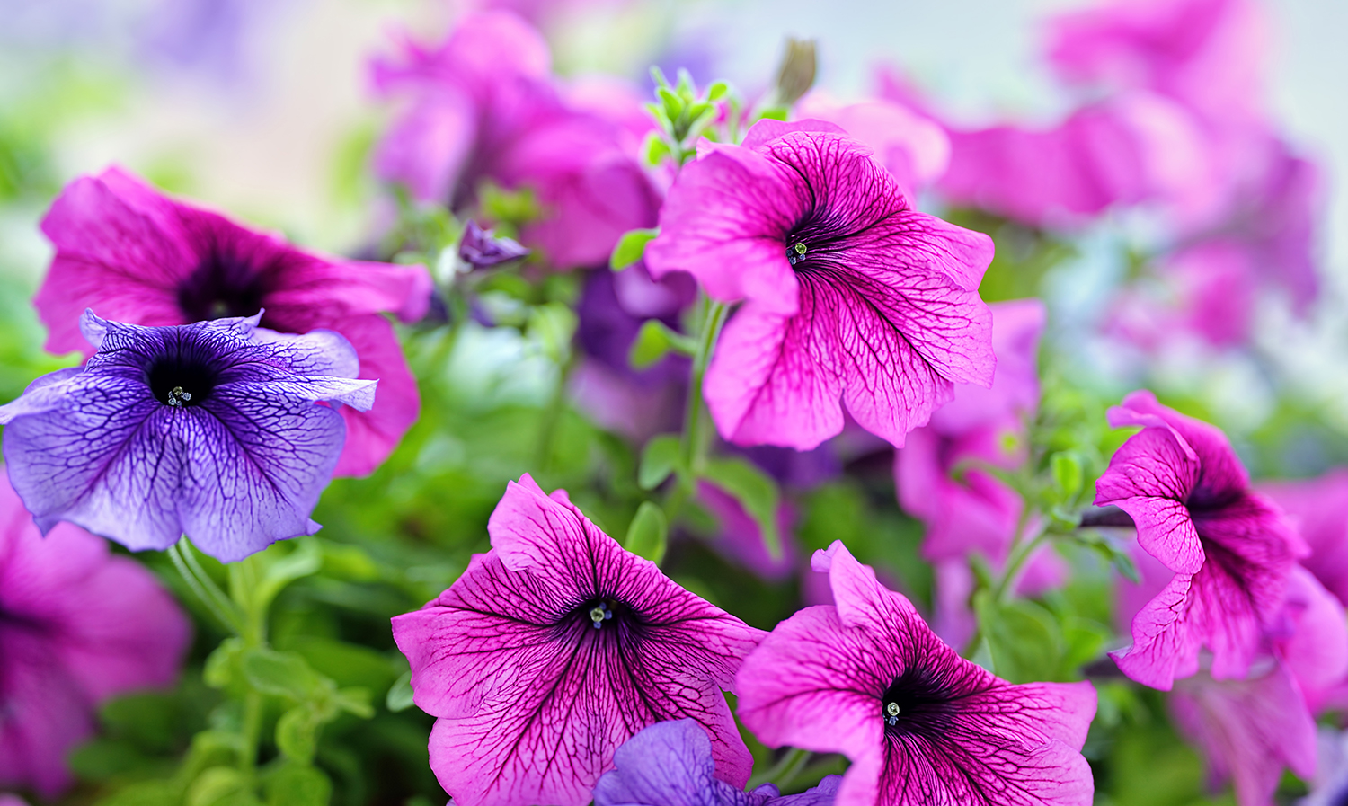 Spring Plpanting Get in the Zone: Spring Planting Ideas - Quality Care
