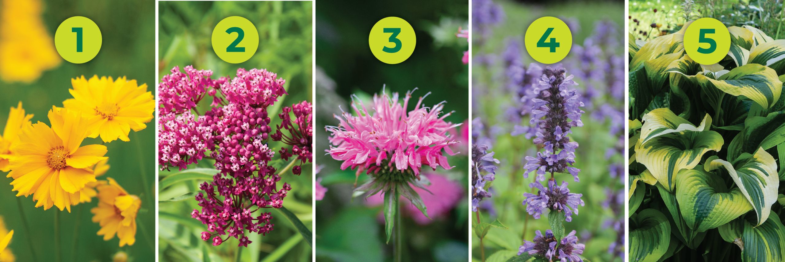 Image of zone 5 spring flowers, Coreopsis, Milkweed, Bee Balm, Catmint, Hosta