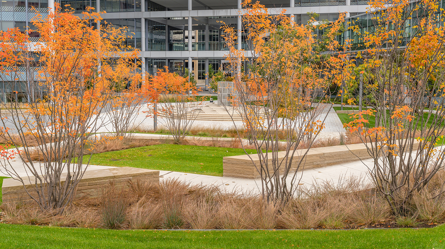 Commercial site with perennial grasses and fall foliage