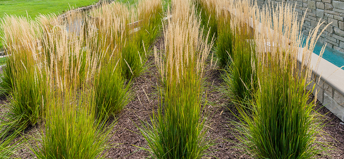 Residential perennial grasses