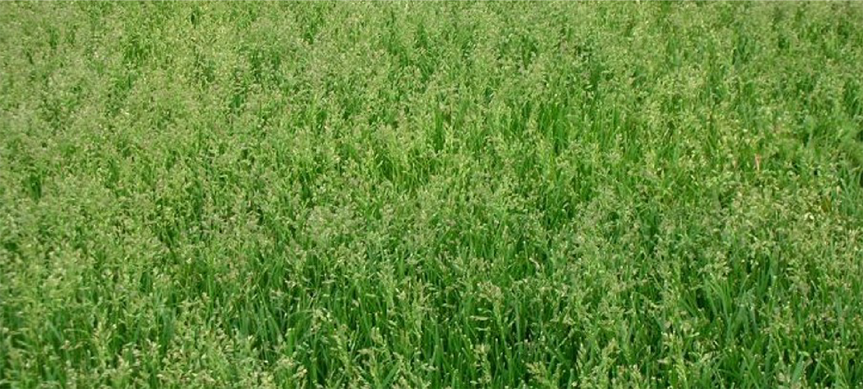Quality Care June blog grass seedheads