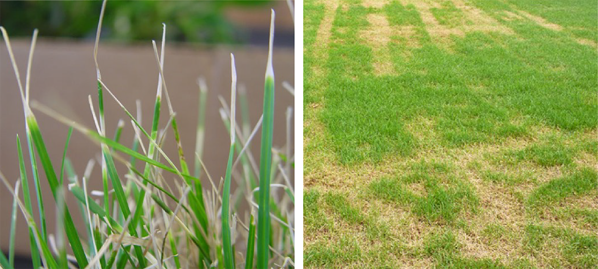 June blog ascochyta leaf blight. Credit Dave Minner ISU Department of Horticulture