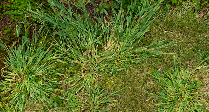 Crabgrass overhead
