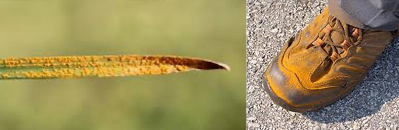 Grass Rust