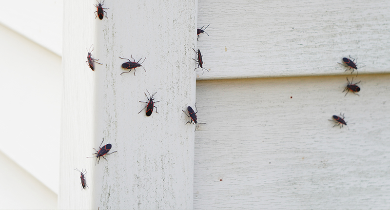 Fall boxelder bug pests on outside of home