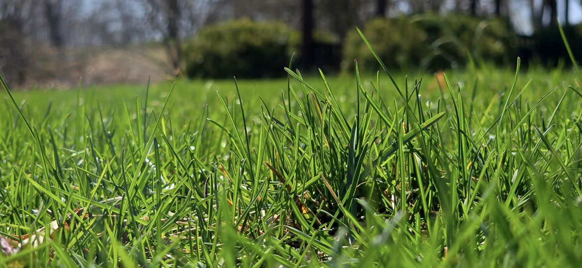Spring lawn detail grass growing