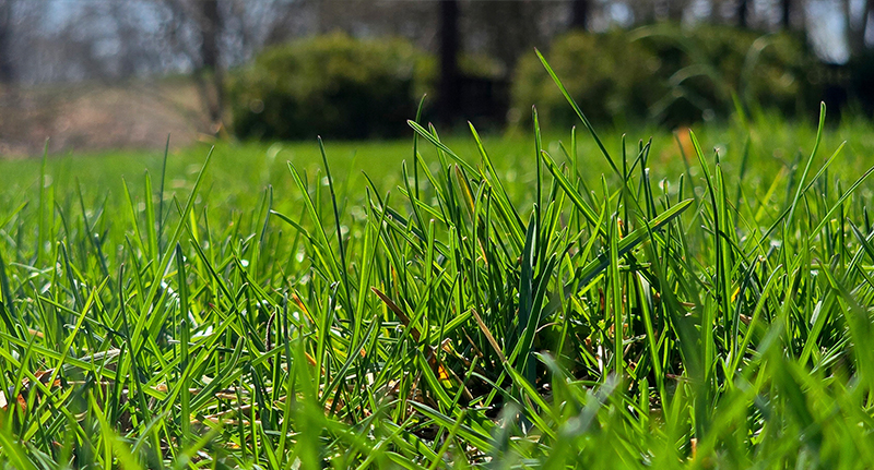 Spring lawn detail grass growing