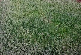 Grass seedheads