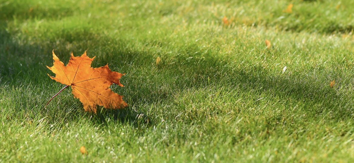 Maple leaf on grass in the fall