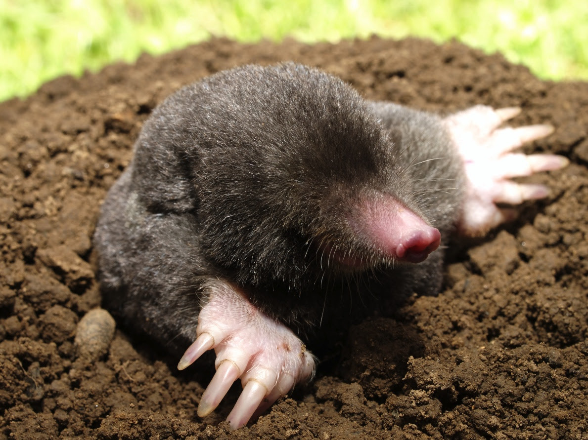 Screenshot Mole crawling out of a mound of dirt